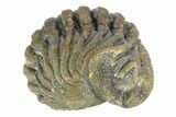 Long Enrolled Bumy Morocops Trilobite - Morocco #252663-2